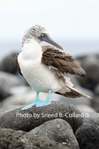 Blue-footed Booby