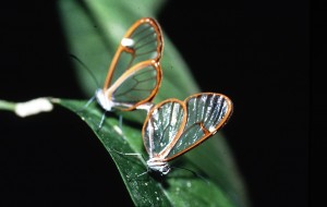 Clearwing butterflies