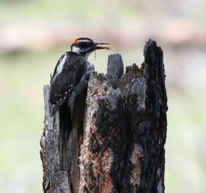 Male Hairy Woodpecker with fat, juicy beetle grub (he's looking for mustard to put on it).